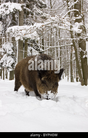 Wildschwein (Sus Scrofa) Im Winter, Vulkaneifel, Rheinland-Pfalz, Deutschland, Europa Stockfoto