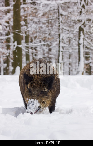 Wildschwein (Sus Scrofa) Im Winter, Vulkaneifel, Rheinland-Pfalz, Deutschland, Europa Stockfoto