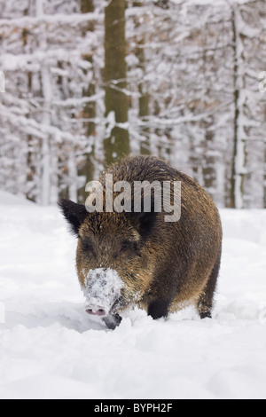 Wildschwein (Sus Scrofa) Im Winter, Vulkaneifel, Rheinland-Pfalz, Deutschland, Europa Stockfoto