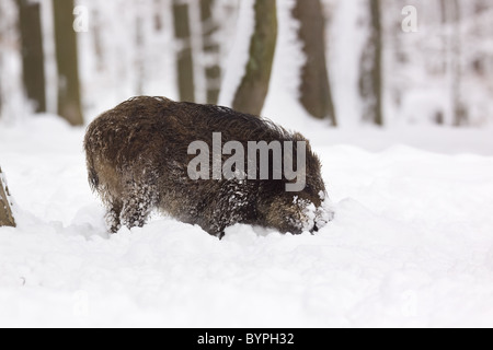 Wildschwein (Sus Scrofa) Im Winter, Vulkaneifel, Rheinland-Pfalz, Deutschland, Europa Stockfoto