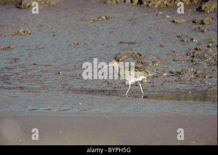 Brachvogel (Numenius Arquata), auf Salz-Sumpf Stockfoto