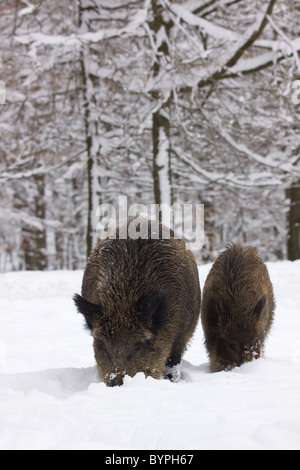 Wildschwein (Sus Scrofa) Im Winter, Vulkaneifel, Rheinland-Pfalz, Deutschland, Europaa Stockfoto