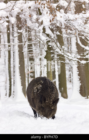 Wildschwein (Sus Scrofa) Im Winter, Vulkaneifel, Rheinland-Pfalz, Deutschland, Europa Stockfoto