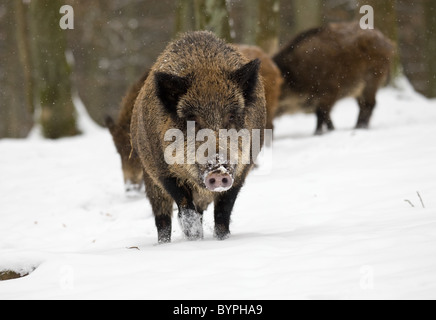 Wildschwein Im Winter, Vulkaneifel, Rheinland-Pfalz, Deutschland, Europa Stockfoto