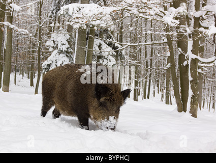 Wildschwein (Sus Scrofa) Im Winter, Vulkaneifel, Rheinland-Pfalz, Deutschland, Europa Stockfoto