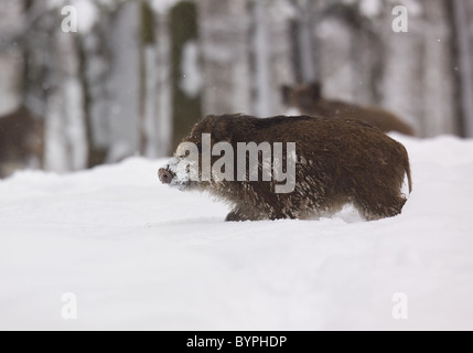 Wildschwein (Sus Scrofa) Im Winter, Vulkaneifel, Rheinland-Pfalz, Deutschland, Europa Stockfoto