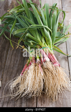 Trauben von frischen neuen Knoblauch Stockfoto