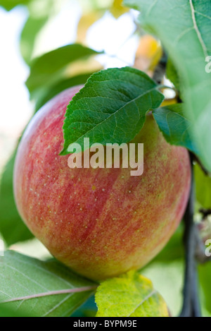 Apfelanbaus auf Ast Stockfoto