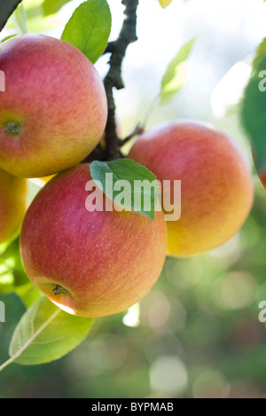 Äpfel Reifen auf Ast Stockfoto