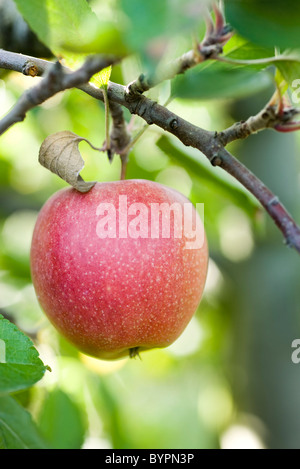 Apfelanbaus auf Ast Stockfoto