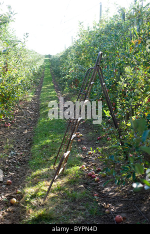 Apfelplantage bei der Ernte Stockfoto