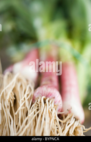 Frische neue Knoblauch Stockfoto