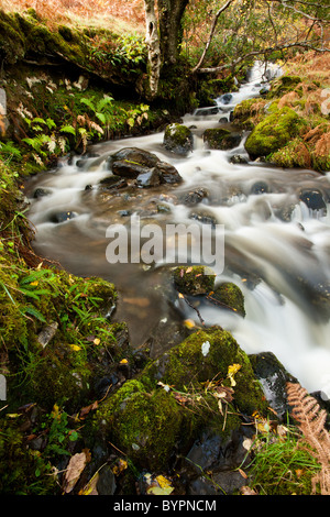 Tumbling Wasserfall fließt durch reiche Herbstfärbung in der alten Forrests auf Dun Ghallain Stockfoto