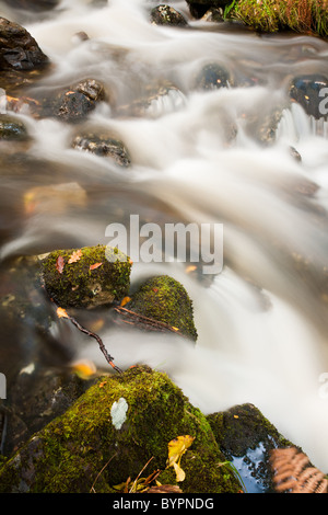 Tumbling Wasserfall fließt durch reiche Herbstfärbung in der alten Forrests auf Dun Ghallain Stockfoto