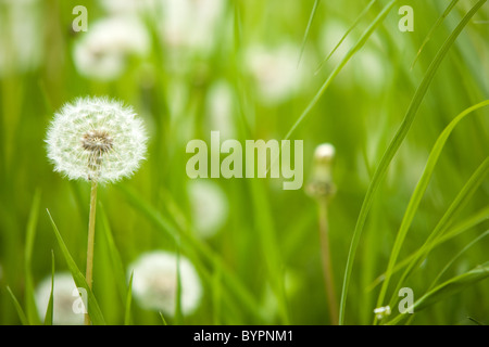 Details der Pflanzen, Rasen, Blowballs und ähnliche grüne Felder Pflanzen. Stockfoto