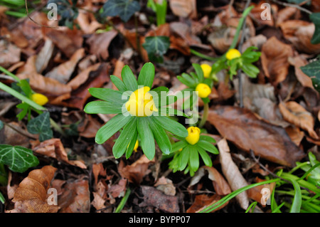 Aconites und Schneeglöckchen im ländlichen englischen Wälder, frühen Frühling. Stockfoto