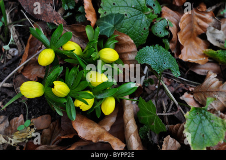 Aconites und Schneeglöckchen im ländlichen englischen Wälder, frühen Frühling. Stockfoto