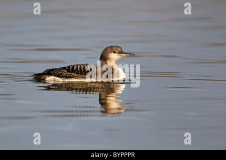 Prachttaucher, Gavia Arctica, einziger Vogel auf dem Wasser im Winterkleid, Staffordshire, Januar 2011 Stockfoto