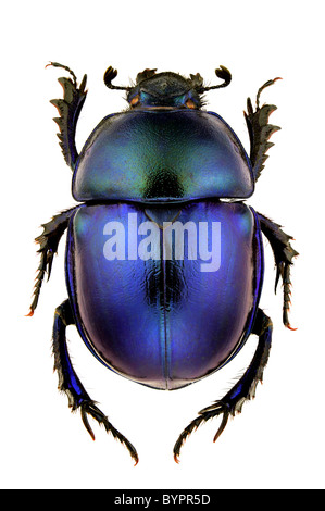 Weibchen des Trypocopris Vernalis isoliert auf weißem Hintergrund. Stockfoto