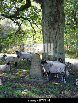 Die Pansanger Eiche, gepflanzt von königlichen Gemahl Prinz Albert im Jahr 1861 Rede Haus, Wald des Dekans, Gloucestershire, England, UK Stockfoto