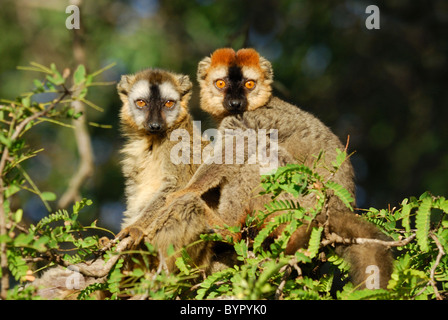 Männliche und weibliche rot-fronted brauner Lemuren (Eulemur Rufus), Madagaskar Stockfoto