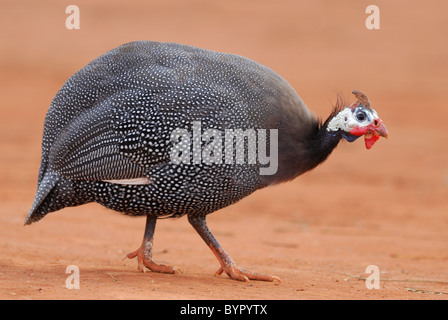 Behelmte Perlhuhn (Numida Meleagris) in Andranovory, im südwestlichen Madagaskar. August 2010. Stockfoto