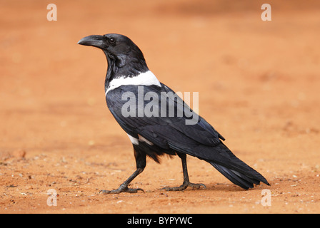 Pied Crow in Berenty Nature Reserve, Madagaskar Stockfoto