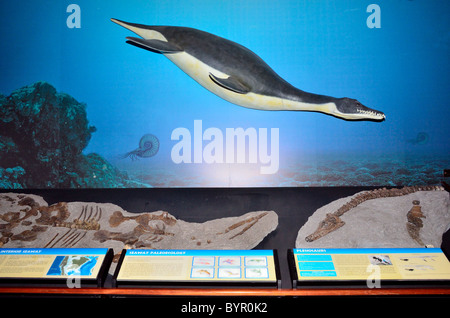 Plesiosaurier Fossil im Display. Museum der Rockies, Bozeman, Montana, USA. Stockfoto