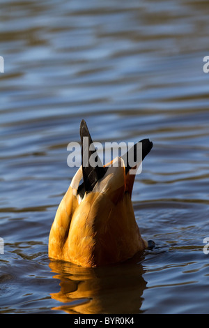 Ruddy Brandgans (Tadorna Ferruginea)   umgedrehten Ruddy Brandgans an Martin Mere, Lancashire, UK Stockfoto