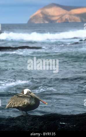 Brauner Pelikan, Pelicanus Occidentalis Urinator, Pta, Egas, Fernandina, Galapagos Stockfoto