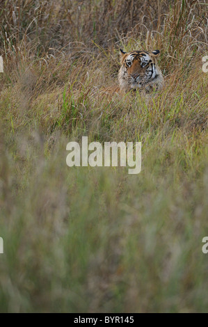Erwachsenen territoriale männliche Bengal Tiger sitzen in üppigen Rasen in Bandhavgarh Tiger Reserve, Indien Stockfoto