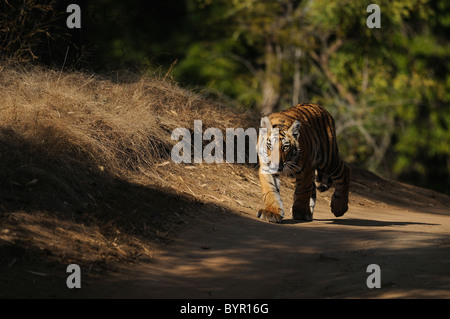 7 Monate alten weiblichen Bengal Tiger Cub zu Fuß auf Waldweg in Bandhavgarh Tiger Reserve, Indien Stockfoto