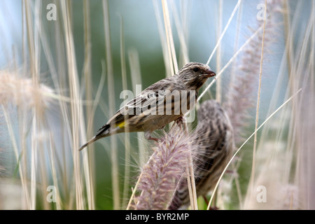 Weiblichen südlichen maskierte Weaver Stockfoto