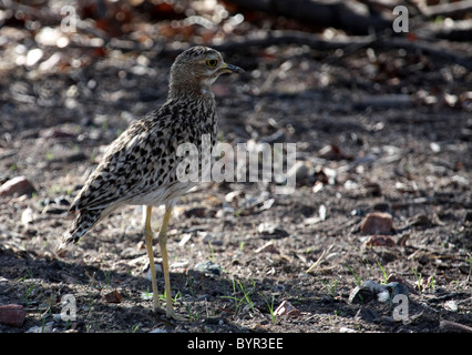 Spotted Dikkop Stockfoto