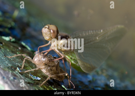 Foto von einem Kardinal Meadowhawk Libelle (Sympetrum Illotum) während der Entstehung Stockfoto