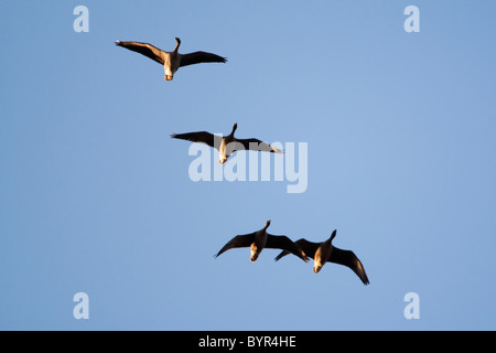 Pink-footed Gänse Anser Brachyrhynchus, North Norfolk, UK, winter Stockfoto