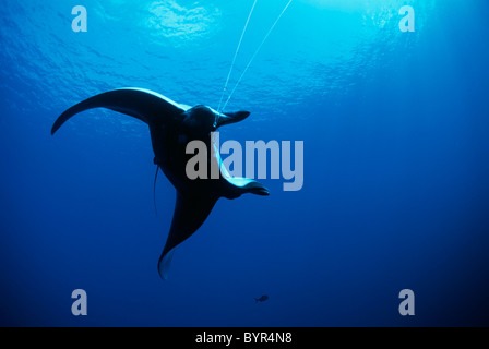 Mantarochen (Manta Birostris) angeschlossen an langen Leine. Cocos Island, Costa Rica - Pazifischer Ozean Stockfoto