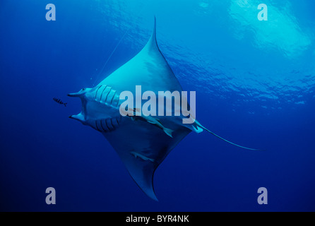 Mantarochen (Manta Birostris) angeschlossen an langen Leine. Cocos Island, Costa Rica - Pazifischer Ozean Stockfoto