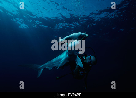 Taucher untersucht süchtig Bogenstirn-Hammerhai (Sphyma lewinii). Cocos Island, Costa Rica - Pazifischer Ozean Stockfoto