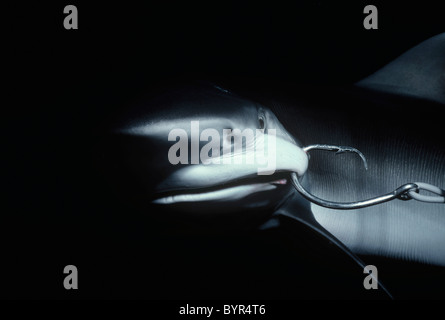 Juvenile ozeanischen Schwarzspitzen Hai (Carcharhinus Limbatus) angeschlossen an langen Leine. Cocos Island, Costa Rica - Pazifischer Ozean Stockfoto