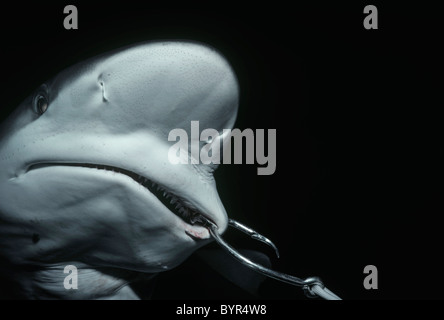 Juvenile ozeanischen Schwarzspitzen Hai (Carcharhinus Limbatus) angeschlossen an langen Leine. Cocos Island, Costa Rica - Pazifischer Ozean Stockfoto