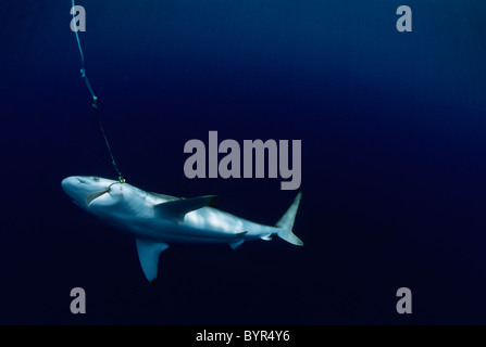 Leben Sie Oceanic Schwarzspitzen Hai (Carcharhinus Limbatus) angeschlossen an langen Leine, Cocos Island, Costa Rica - Pazifischen Ozean. Stockfoto