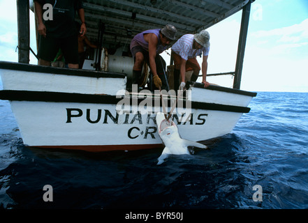 In ozeanischen Schwarzspitzen Hai (Carcharhinus Limbatus) schleppen auf Langleinen gefangen. Cocos Island, Costa Rica - Pazifischer Ozean Stockfoto