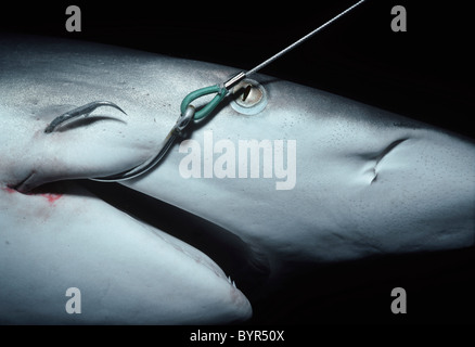 Juvenile ozeanischen Schwarzspitzen Hai (Carcharhinus Limbatus) angeschlossen an langen Leine. Cocos Island, Costa Rica - Pazifischer Ozean Stockfoto