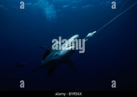 Taucher Untersuchung live krumm Oceanic Schwarzspitzen Hai (Carcharhinus Limbatus). Cocos Island, Costa Rica - Pazifischer Ozean Stockfoto