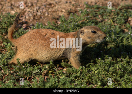 Ein Präriehund, auf der Suche nach Nahrung. Stockfoto