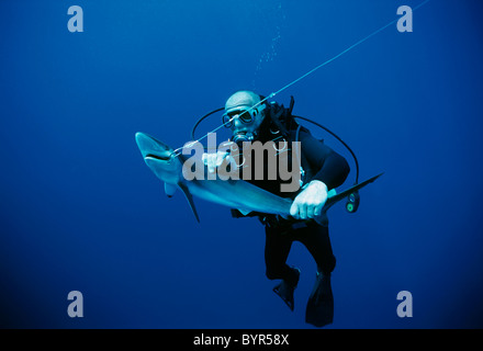 Taucher Untersuchung live krumm Oceanic Schwarzspitzen Hai (Carcharhinus Limbatus). Cocos Island, Costa Rica - Pazifischer Ozean Stockfoto