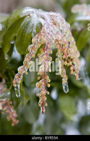 Ein Eissturm hat Pflanzen, Bäume und Sträucher mit einer Beschichtung von Eis bedeckt. Stockfoto