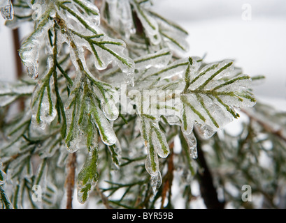 Ein Eissturm hat Pflanzen, Bäume und Sträucher mit einer Beschichtung von Eis bedeckt. Stockfoto