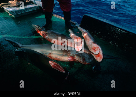 Berippte Haie an Deck der langen Reihe Fischerboot. Cocos Island, Costa Rica - Pazifischer Ozean Stockfoto